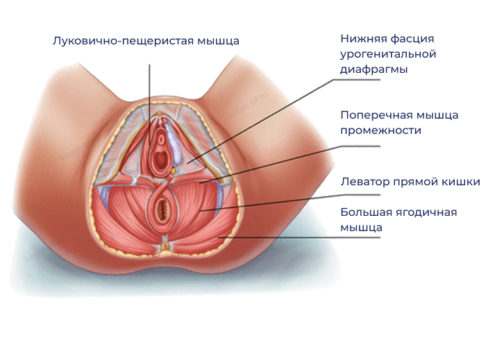 Полезная информация о тренировке мышц тазового дна с вагинальными конусами Colpo Train