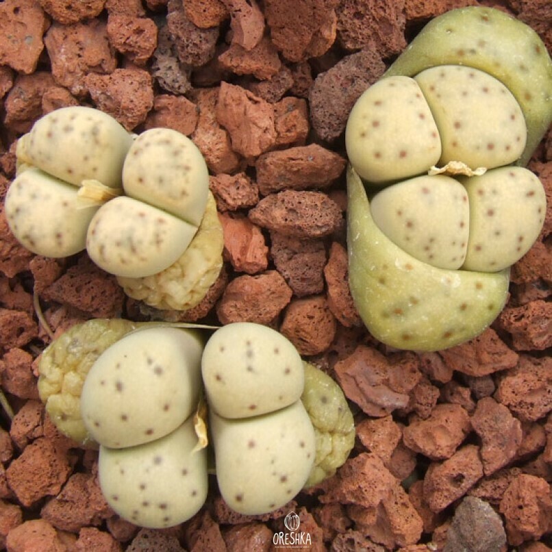 Seeds of Succulent Lithops Dinteri C180 very rare (Lithops Bromfieldii C42) — 10 pcs