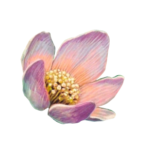 pink flower