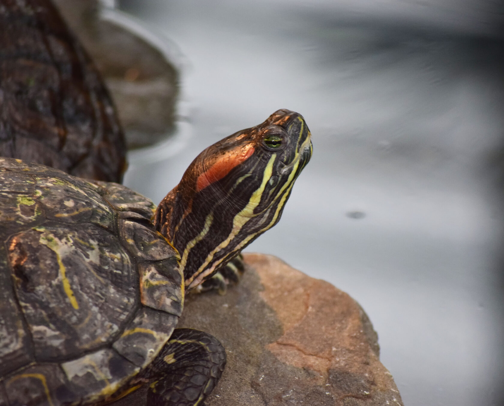 Красноухая черепаха. Ботанический сад КемГУ. Фото Журавлевой Л.В.