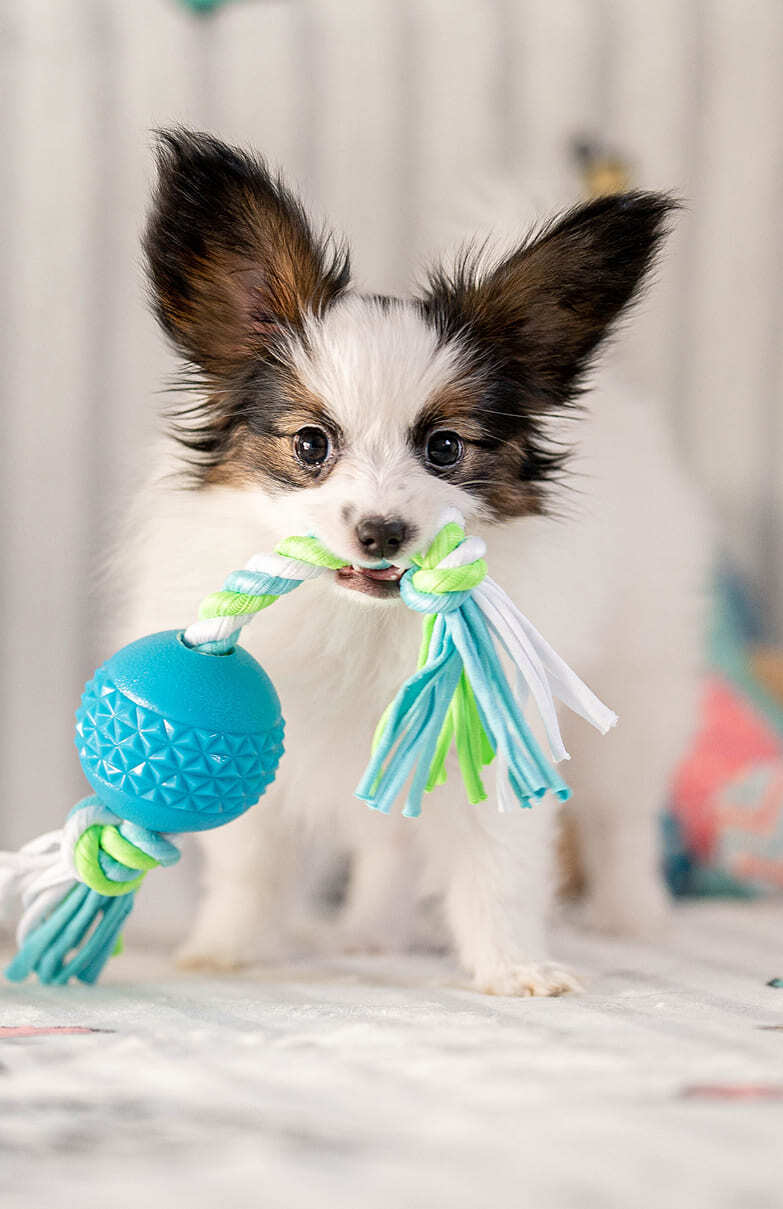 щенок папийона с игрушкой в зубах