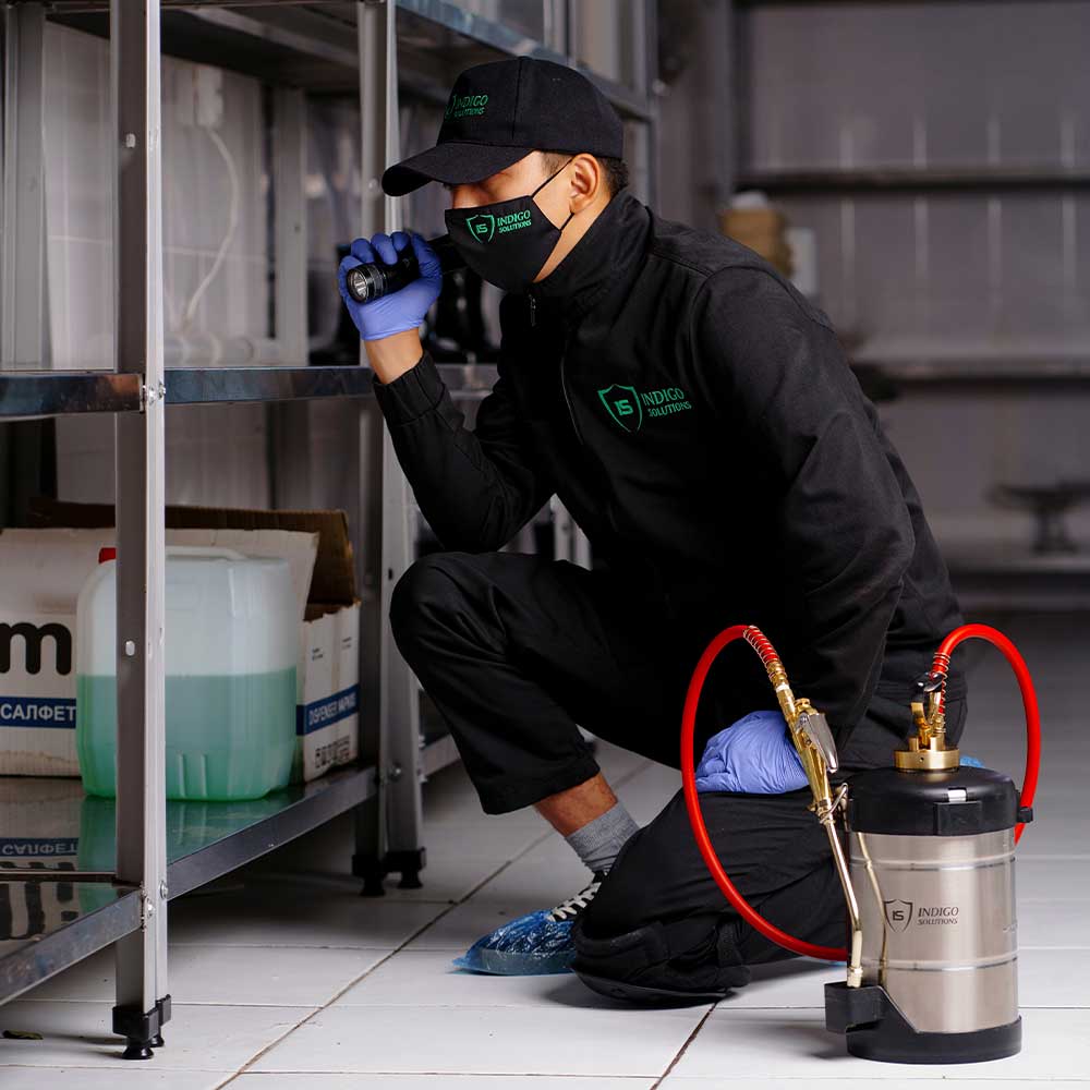 уничтожение муравьёв