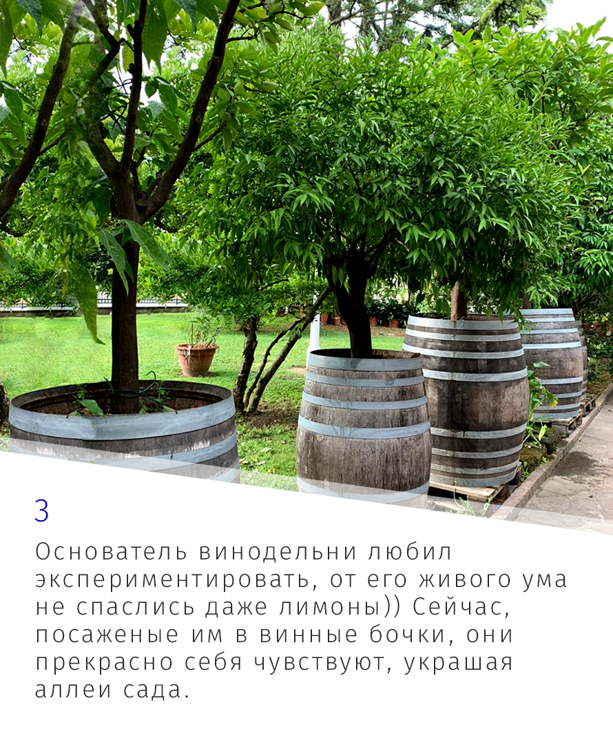 Винодельческое хозяйство Italo Cescon (Итало Ческон) — поэзия в бутылках...