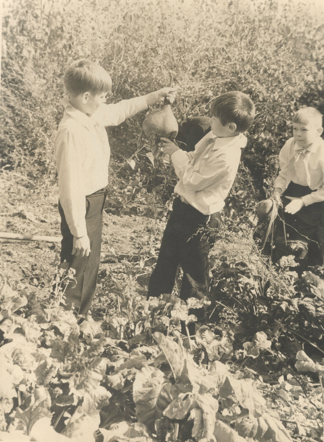 Работа юных овощеводов в п. Соколовогорском, 1950 год