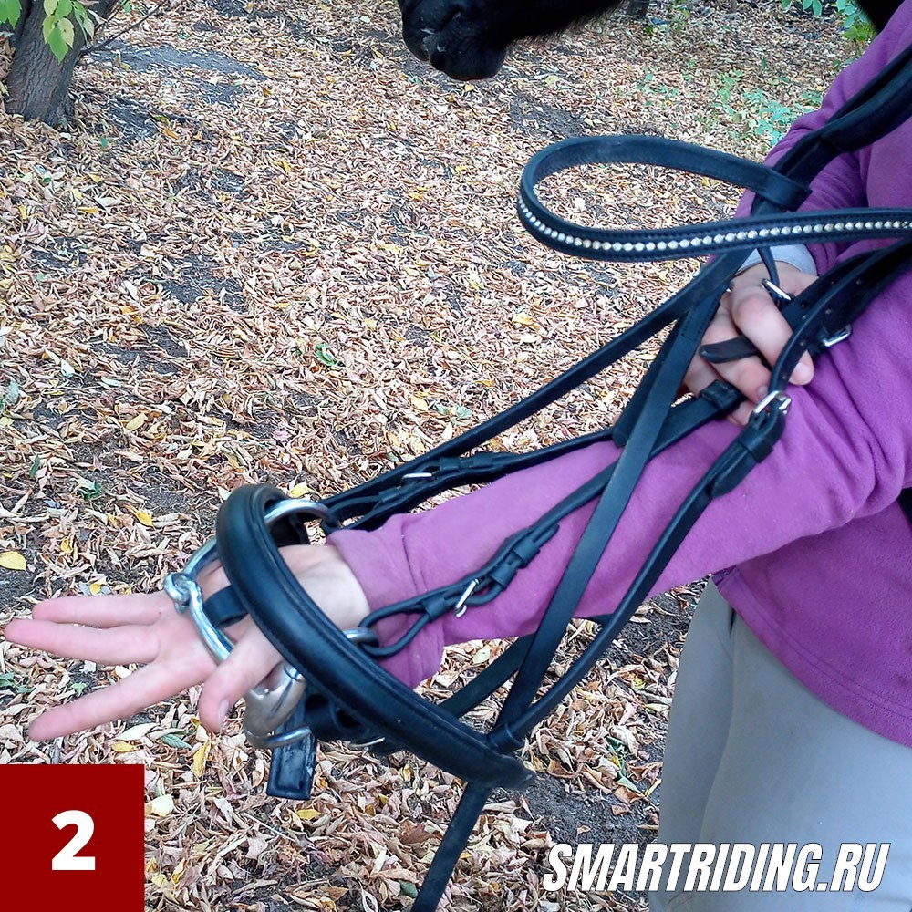 Как надеть уздечку правильно? (с фото!)