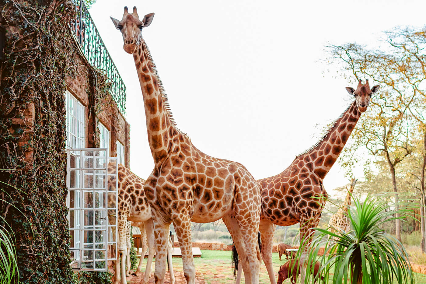 Giraffe Manor Safari Wedding Session - Travel Couple in Nairobi ...