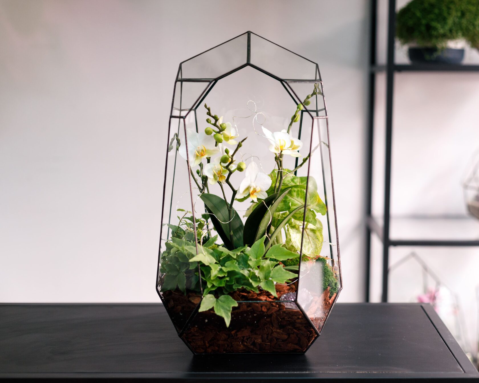 Флорариум с орхидеей "Лориэн"