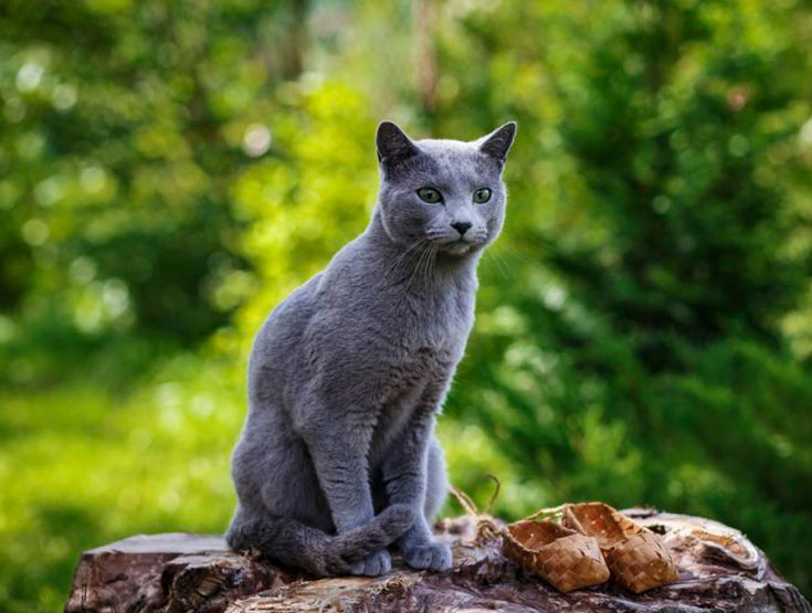 Русская голубая кошка