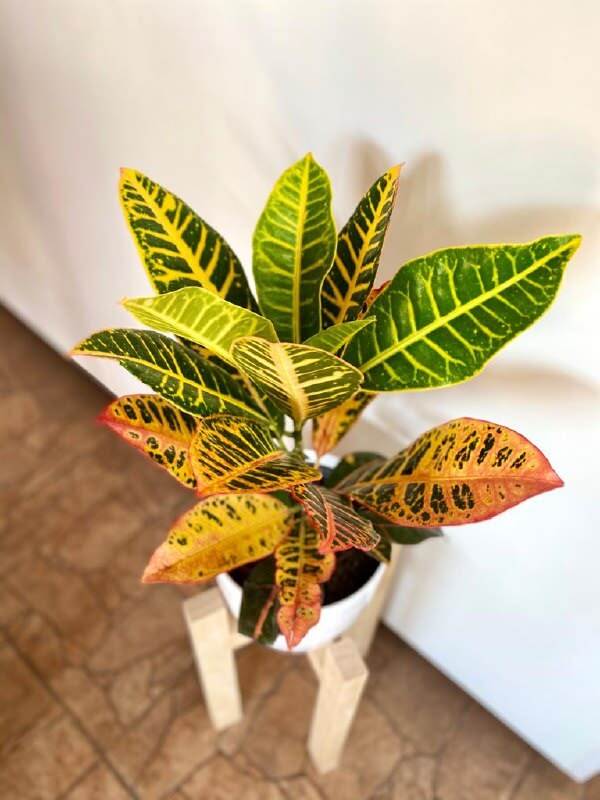 Green indoor plant in pot