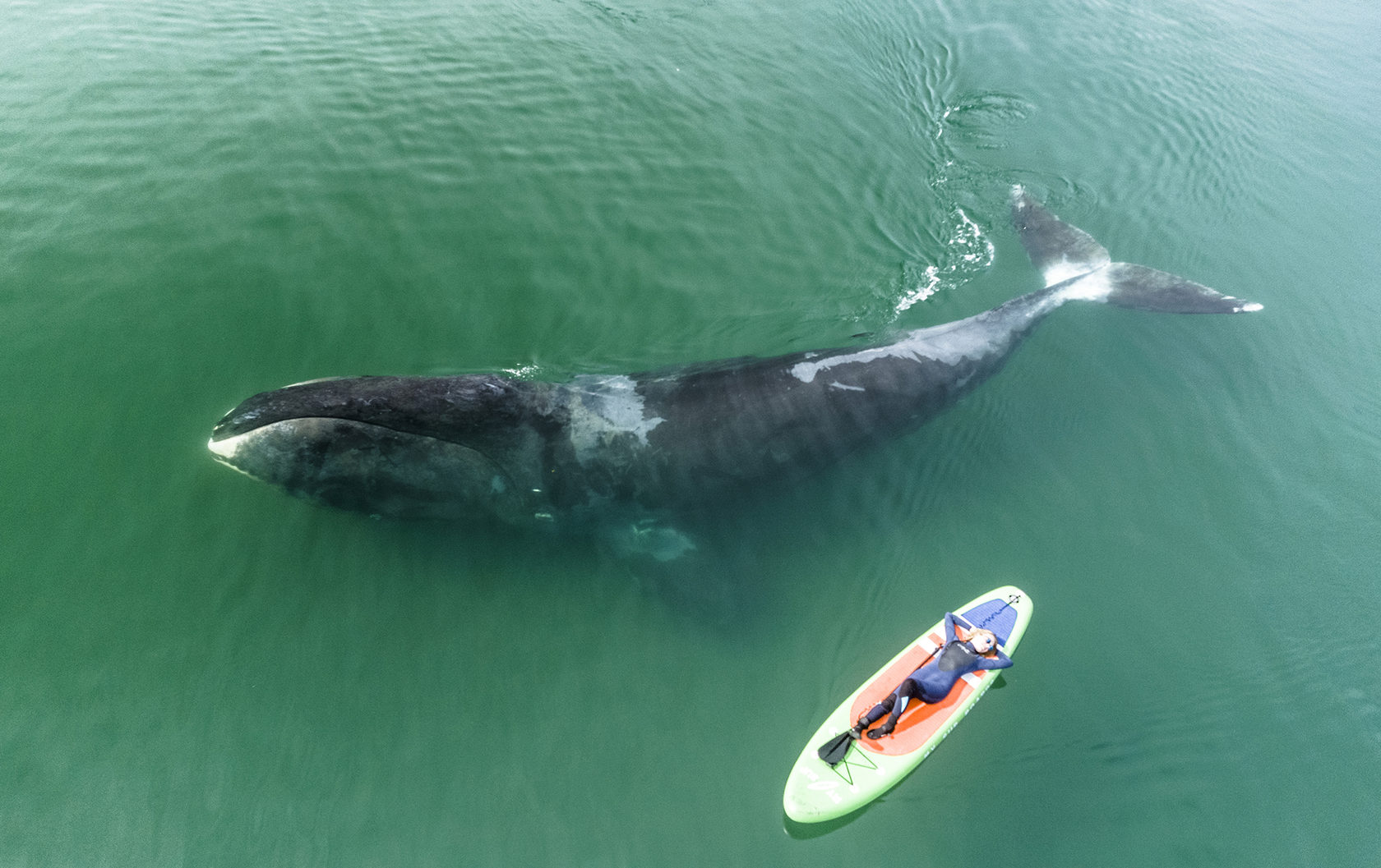 Шантарские Острова, Бухта Врангеля: гренландские киты, косатки, белухи