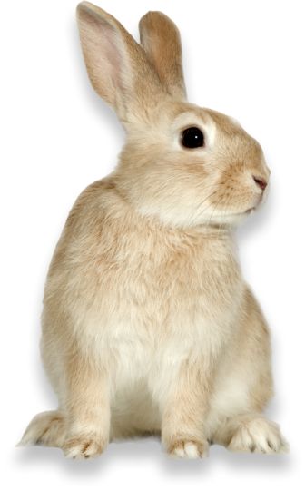 вылечить кролика зайца ставрополь