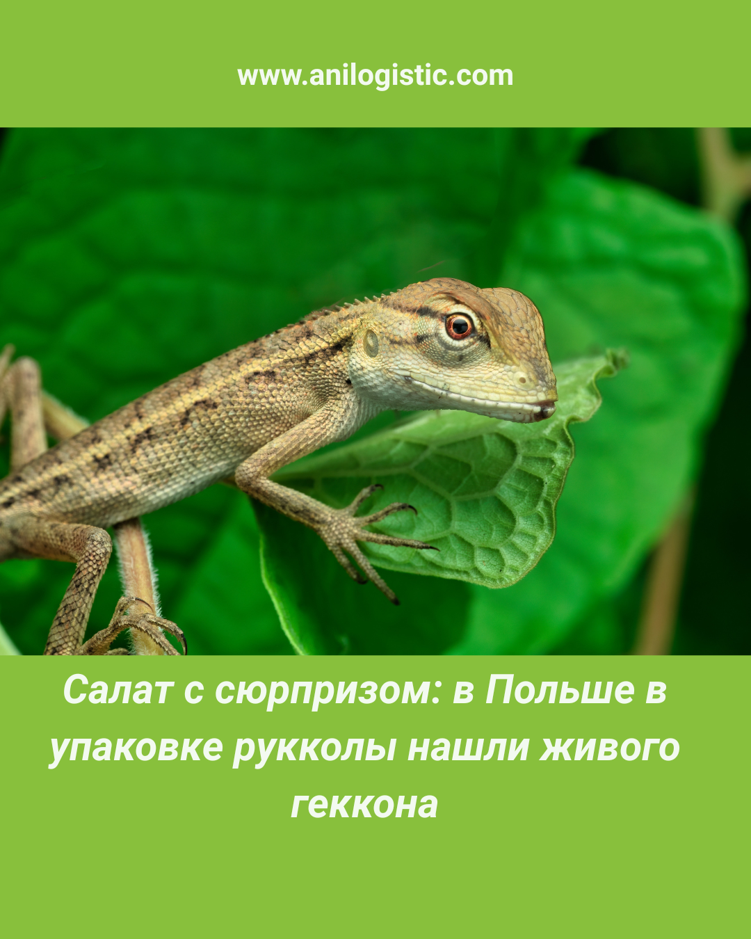 Геккон Мистер Бин, найденный в упаковке рукколы в Польше.