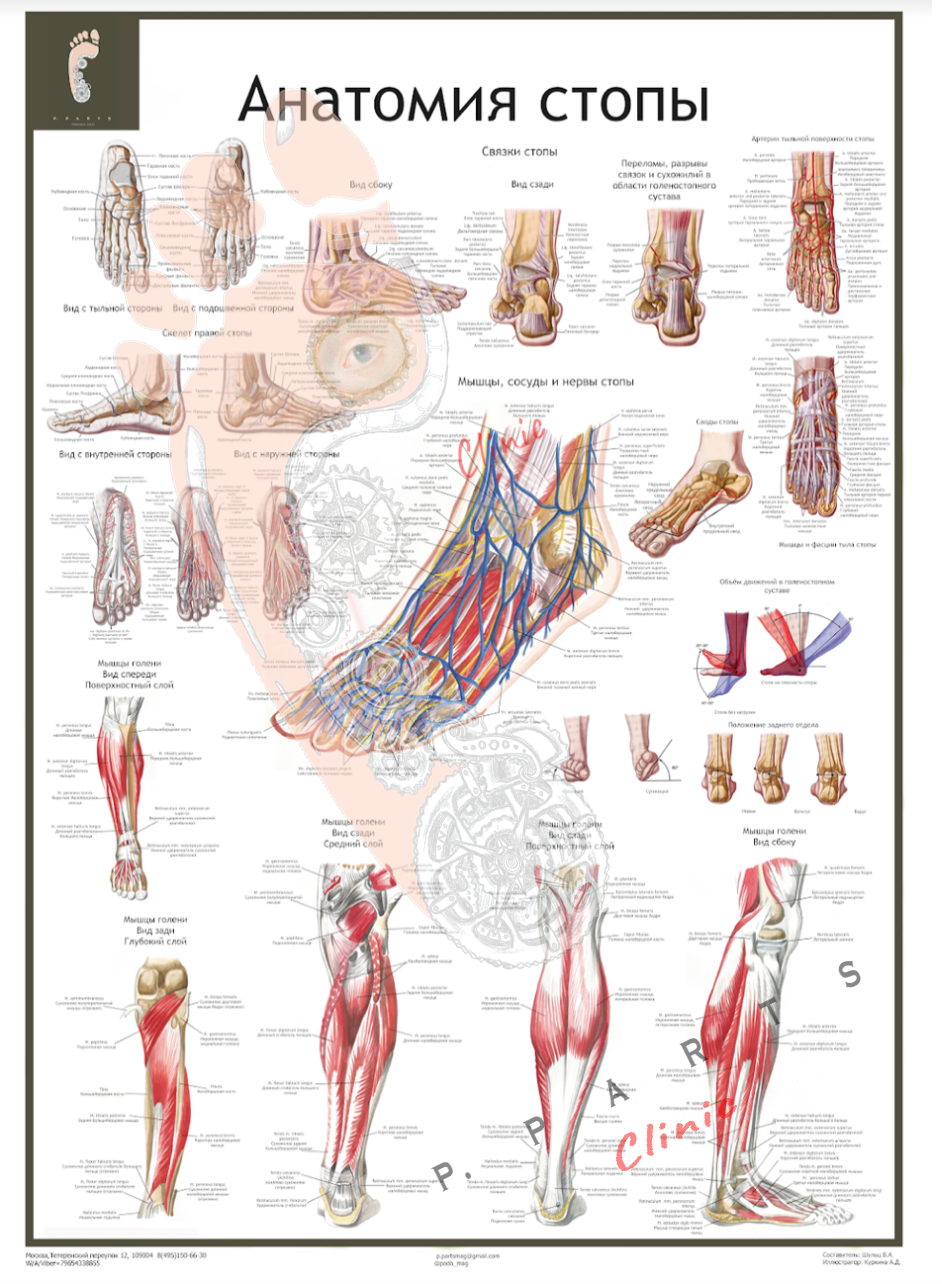 Букварь подолога. Плакат подолога. Стопа анатомия. Плакаты по анатомии. Плакаты в кабинет подолога.