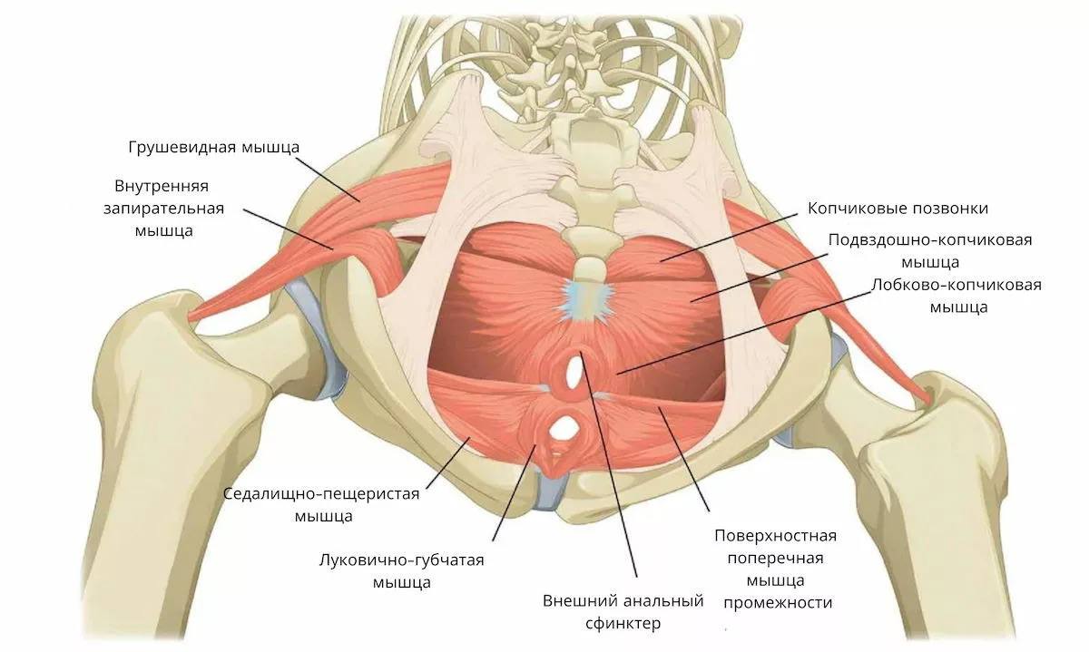 Интимные мышцы тазового дна и потенция