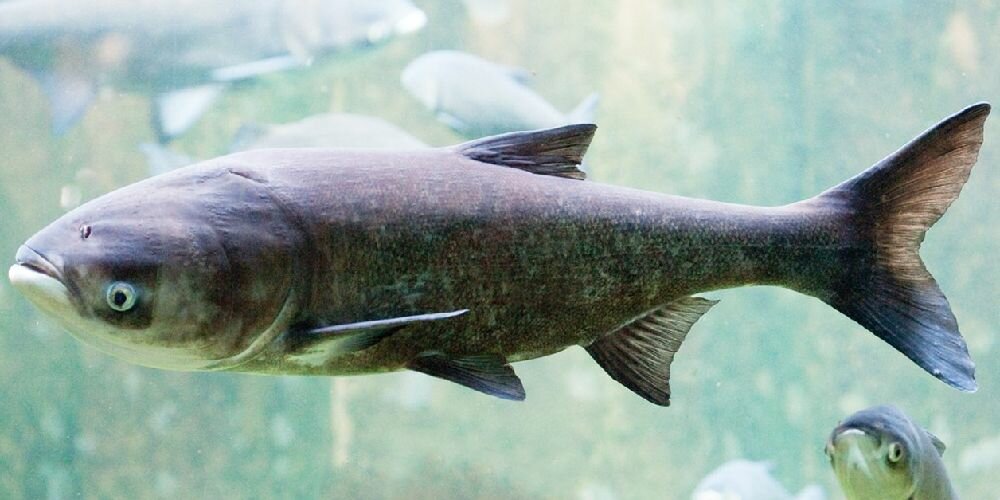 Толстолобик