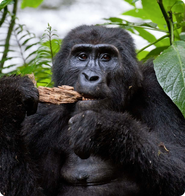 Уганда, тур в Уганду