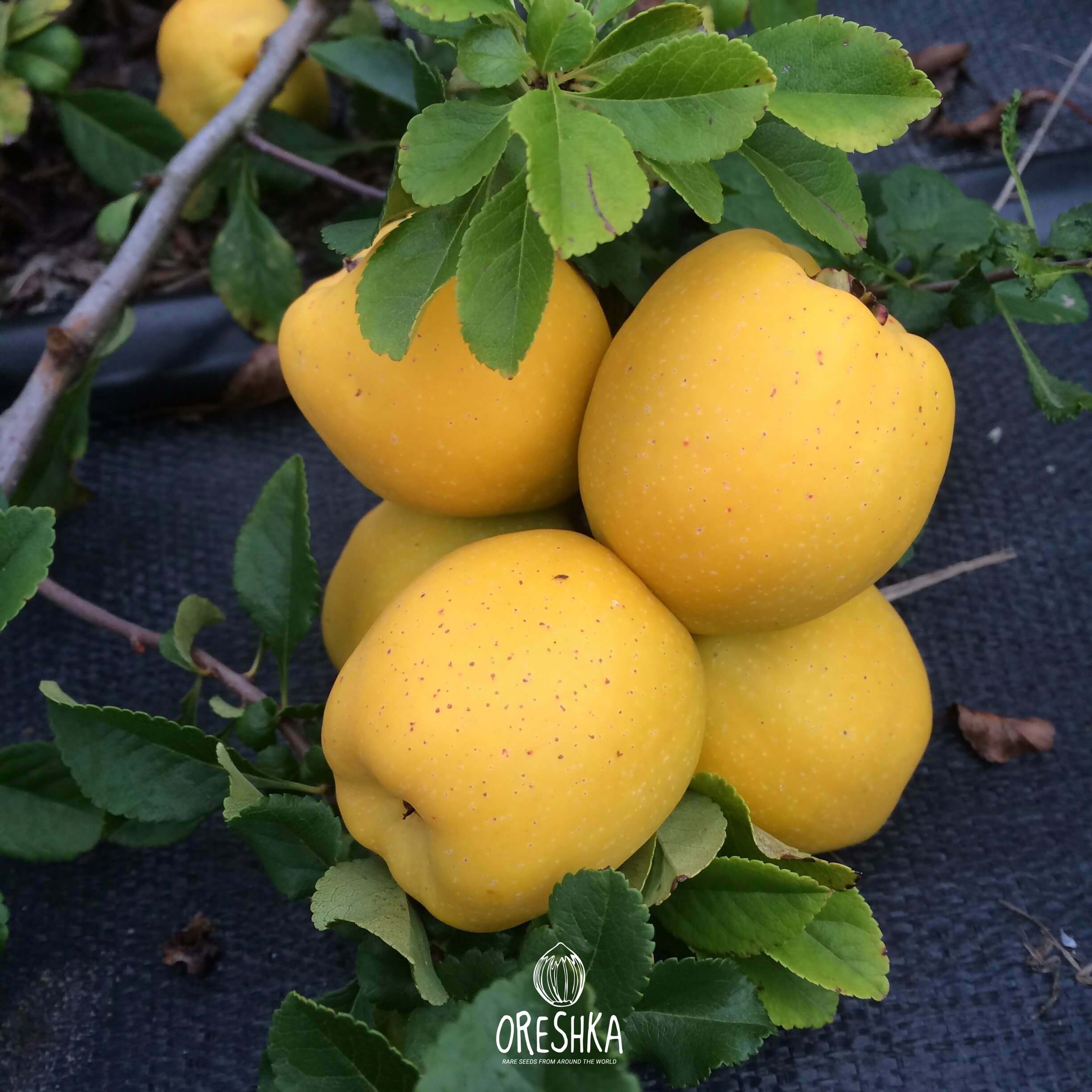 Chaenomeles japonica orange flowers close up detail
