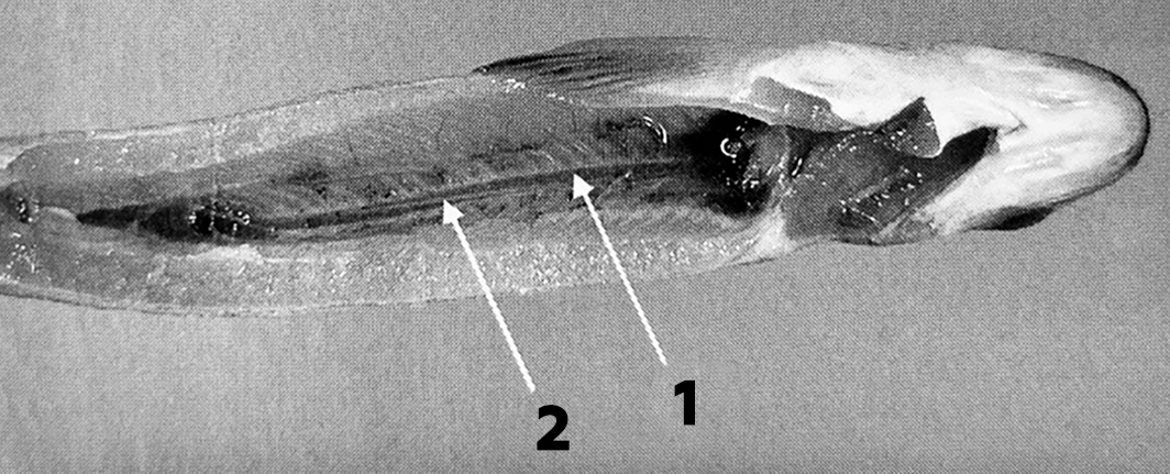 рассечение молоди лосося спинная аорта узв форель