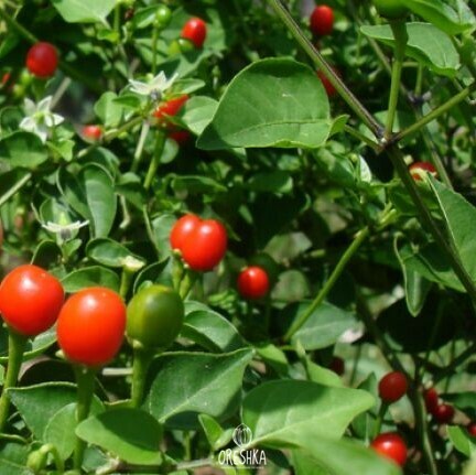 Seeds of Hot pepper Tepin (Capsicum) — 5 pcs
