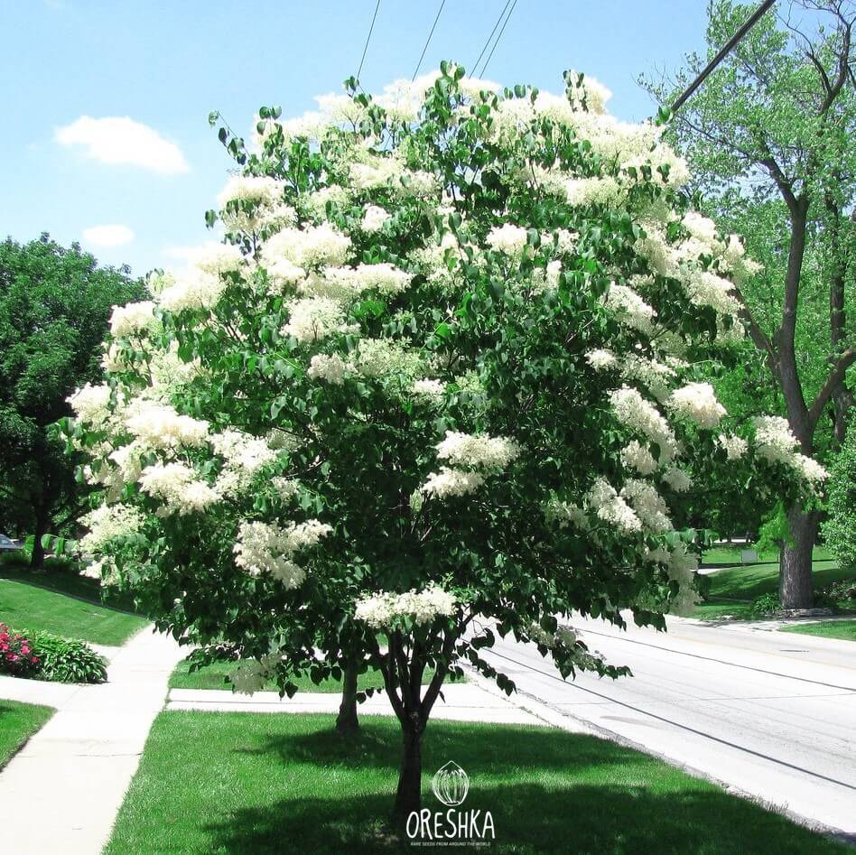 Seeds of Amur lilac (Syringa amurensis) — 20 pcs