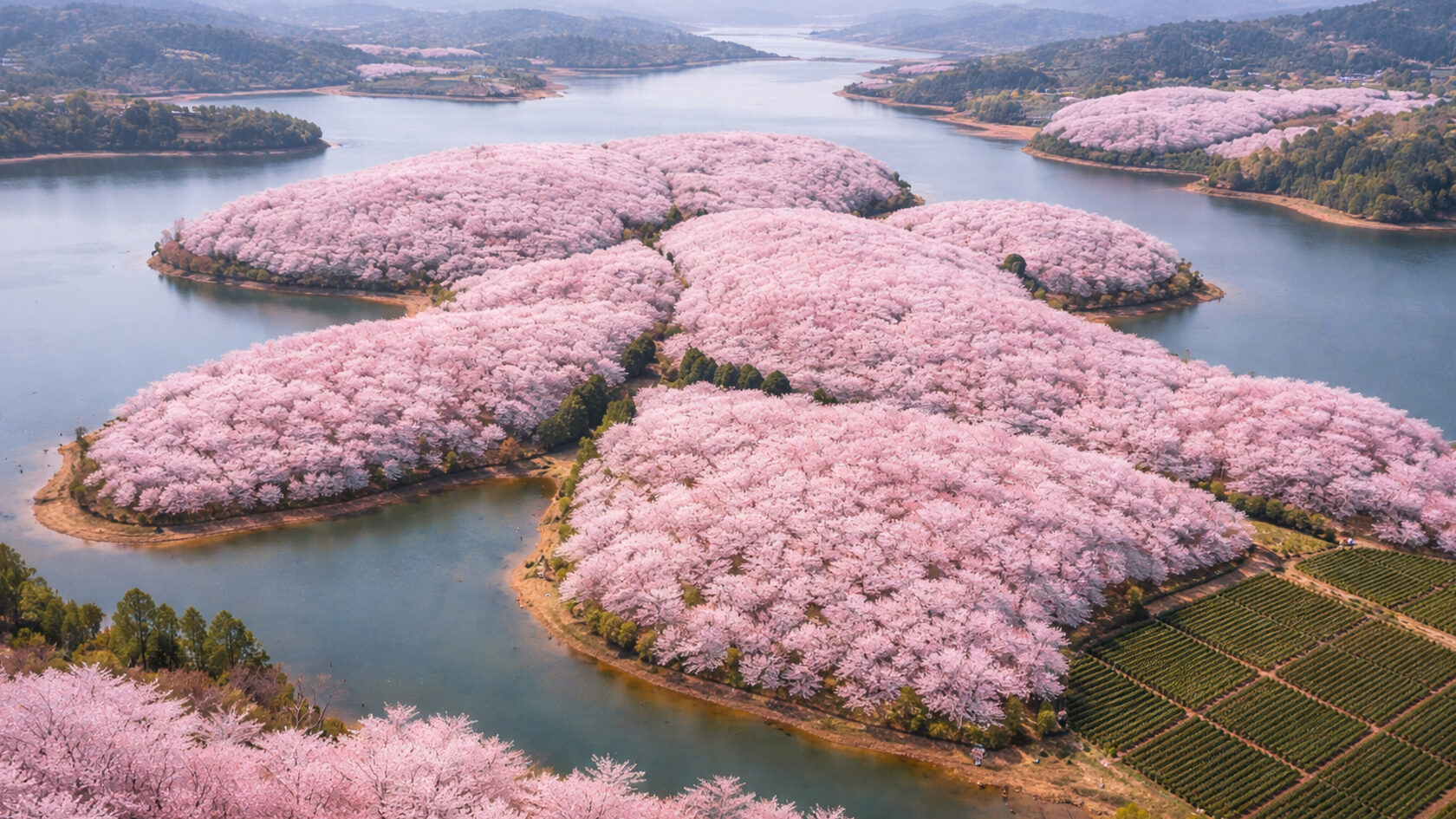 Сад сакур Пинба. Китай