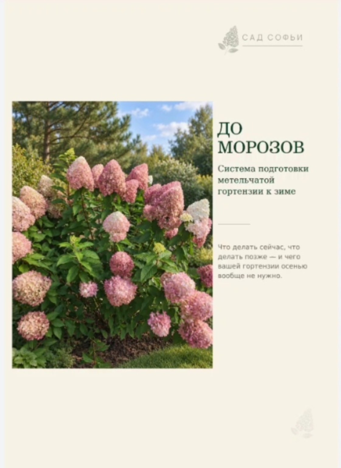Осенняя гортензия и материал До морозов