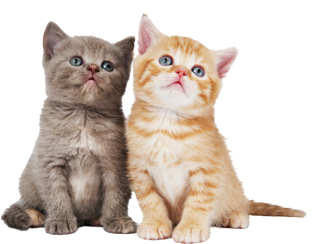 фото два котенка