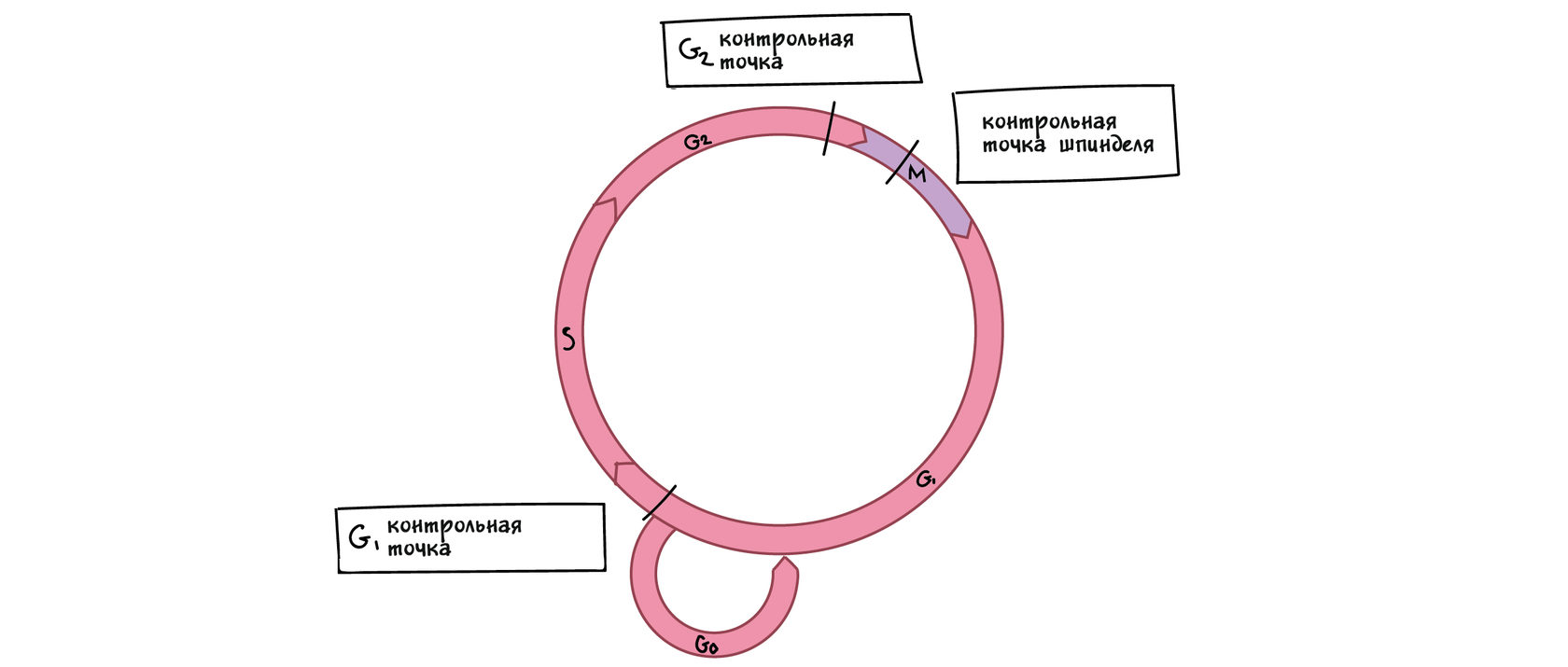 Базовый онлайн-курс​. Контрольные точки клеточного цикла