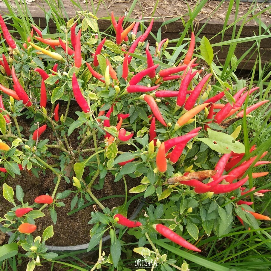 Seeds of Hot pepper Demon red (Capsicum) — 5 pcs