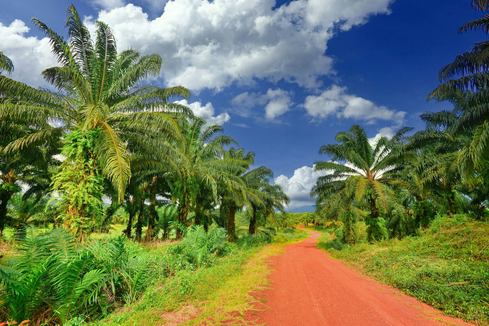 Плантация пальмового масла