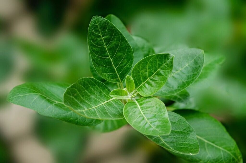 Масло Ашваганды и CBD