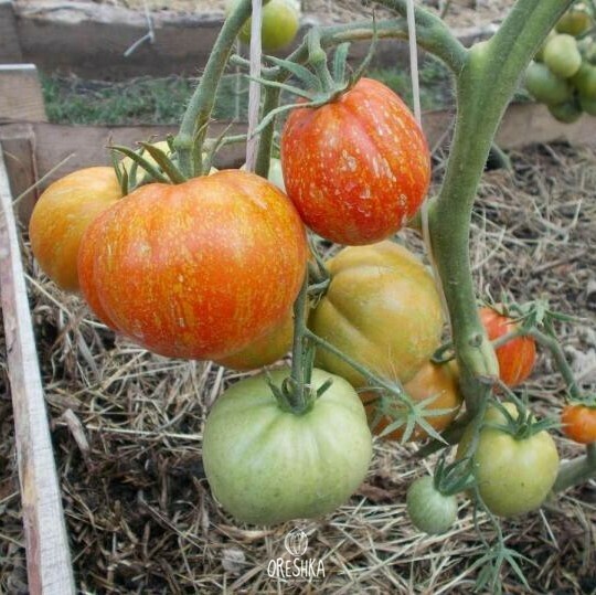 Seeds of Tomato cascade lava (solanum lycopersicum) — 10 pcs