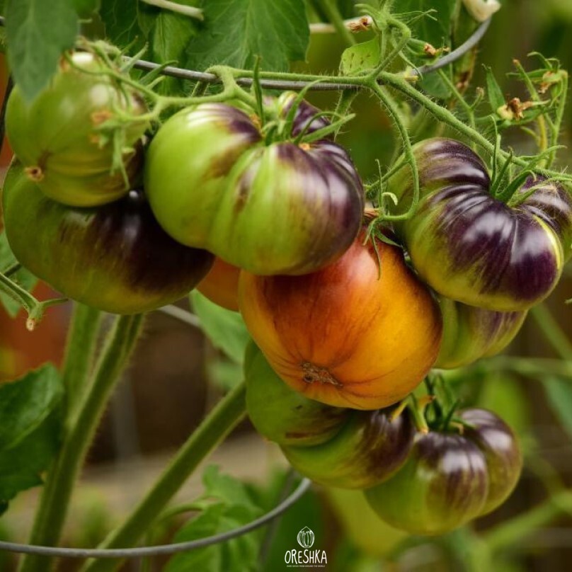 Seeds of Alice's dream tomato (solanum lycopersicum) — 10 pcs