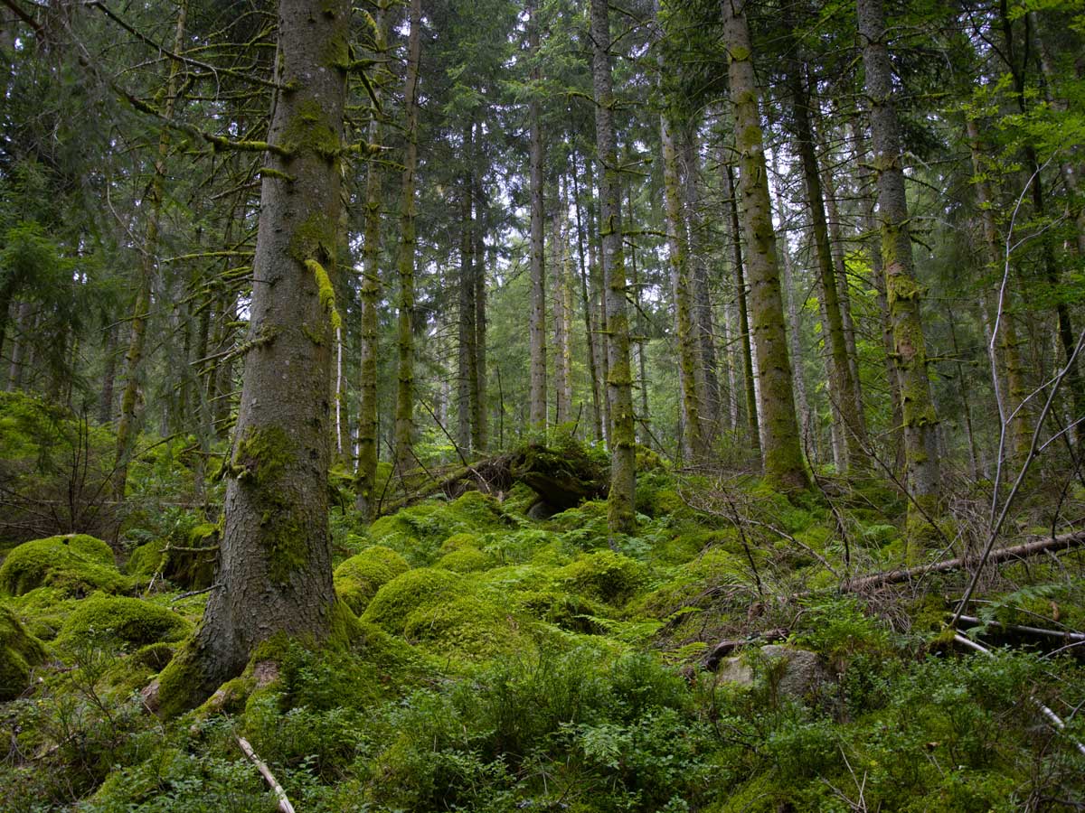 Черный Лес Schwarzwald в баварии германия