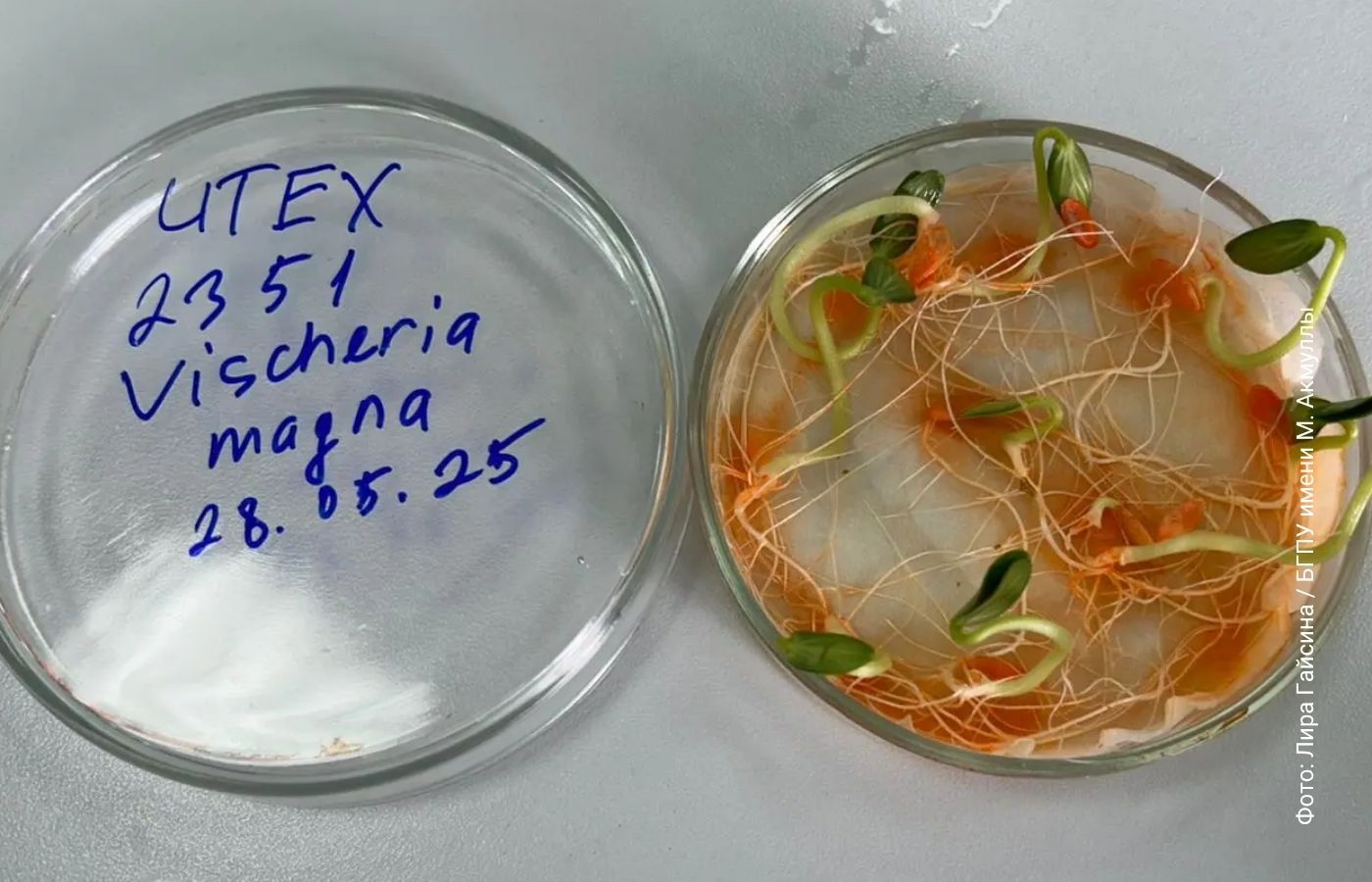 Пророщенные семена огурца  