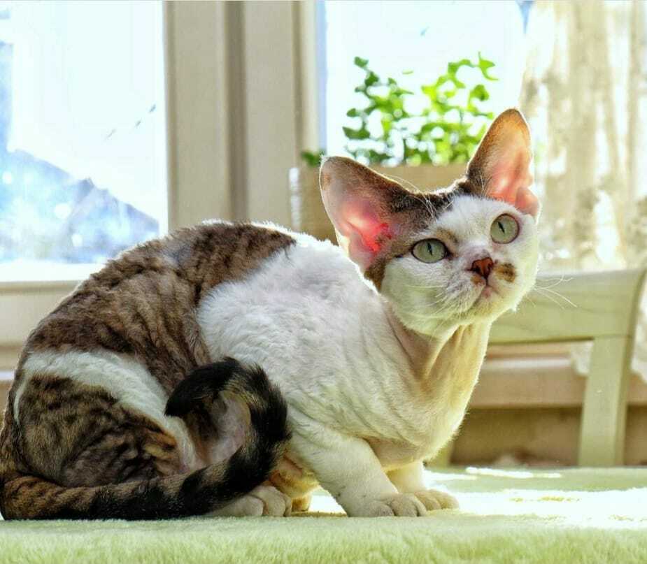 Девон-рекс кудрявый кот