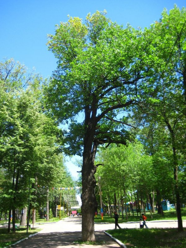 Лакреевский лес в чебоксарах фото