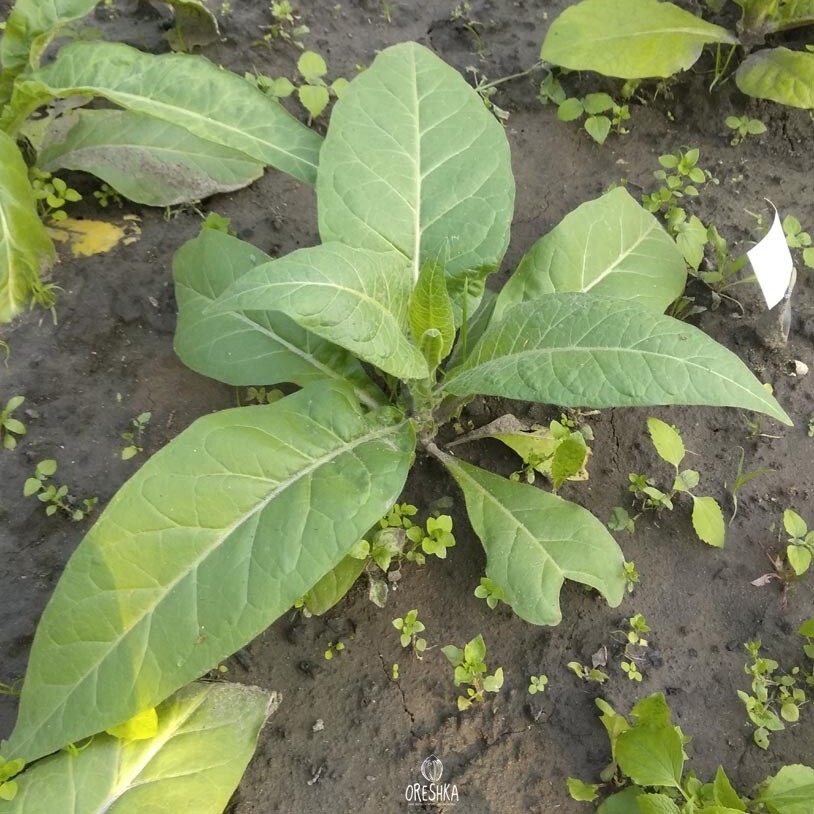 Seeds of Tobacco little dutch (Nicotiana tabacum) — 300 pcs