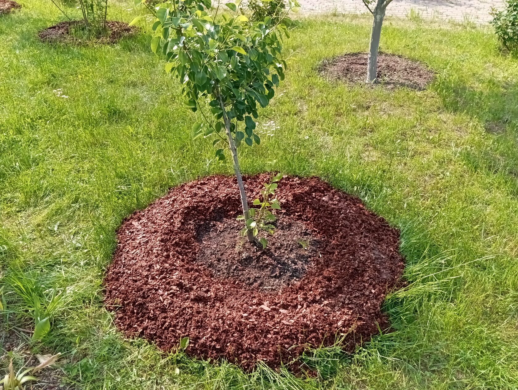 Муча в приствольном круге