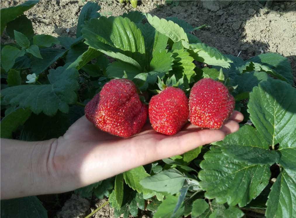 клубника маршал