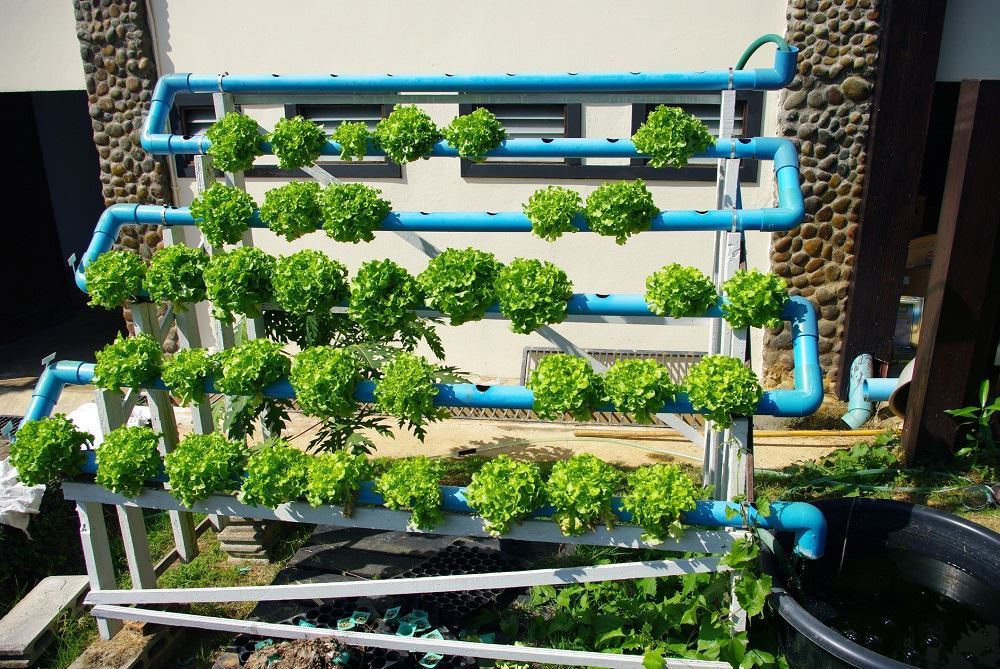 установка для выращивания зелени своими руками