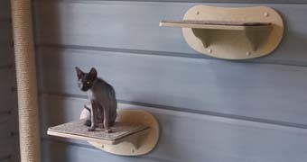 когтеточки комплексы