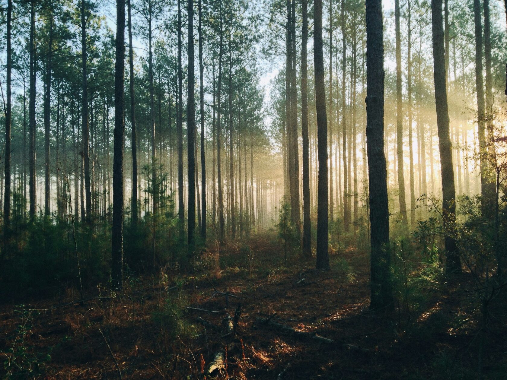 Forest Dawn