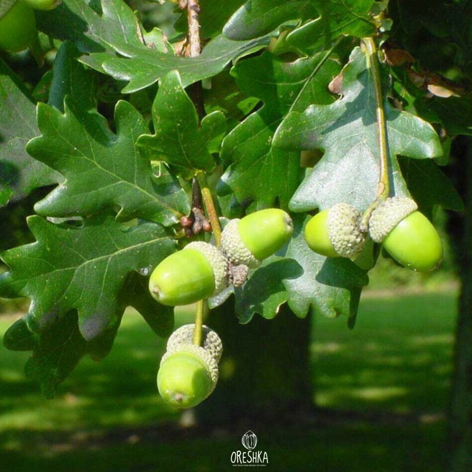 Quercus robur leaves obovate pinnate lobed dark green shiny veins detail