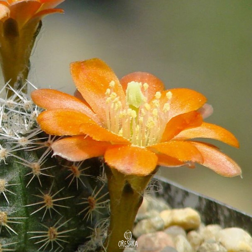 Seeds of Cactus Mediolobivia pygmaea v. crassa (Mediolobivia pygmaea v. crassa) — 10 pcs