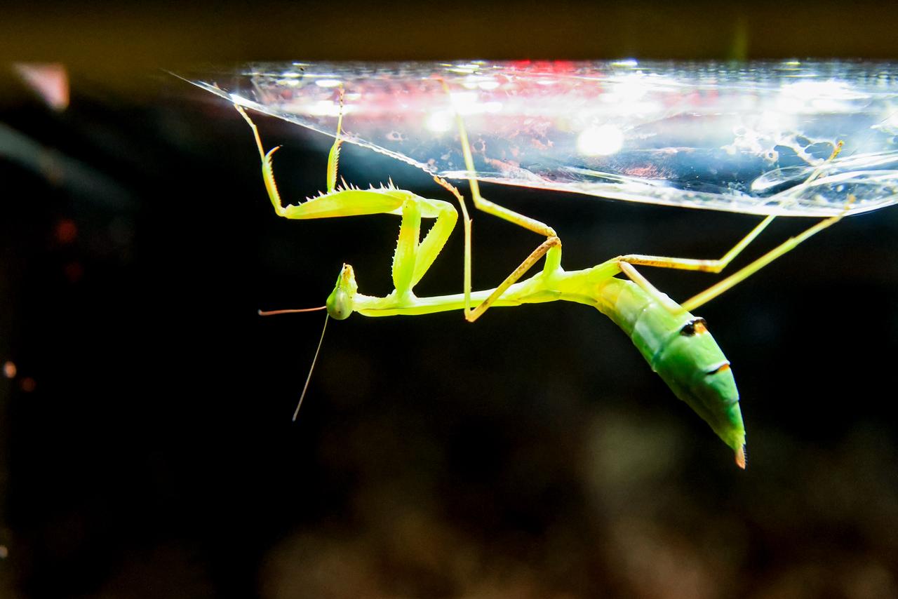 Биокластер создаёт единый мир биологии на ВДНХ.