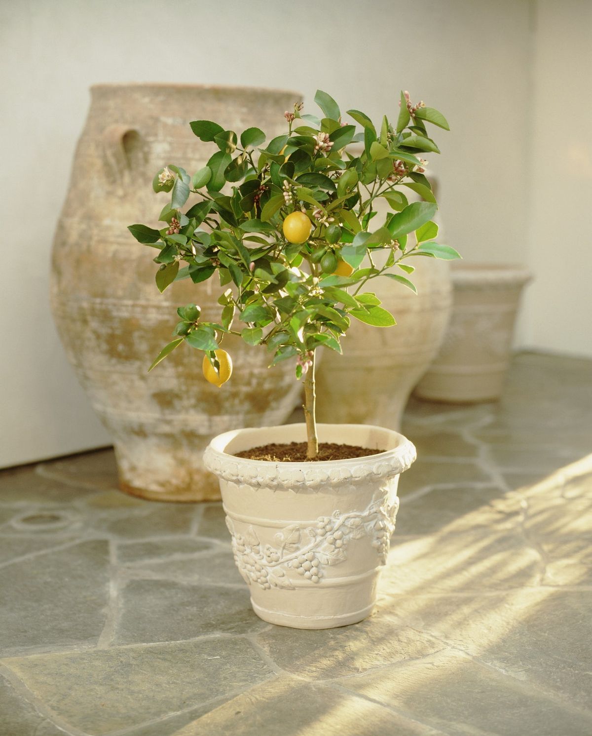 Green indoor plant in pot