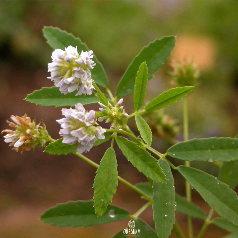 Seeds of blue fenugreek (Trigonella caerulea) — 100 pcs