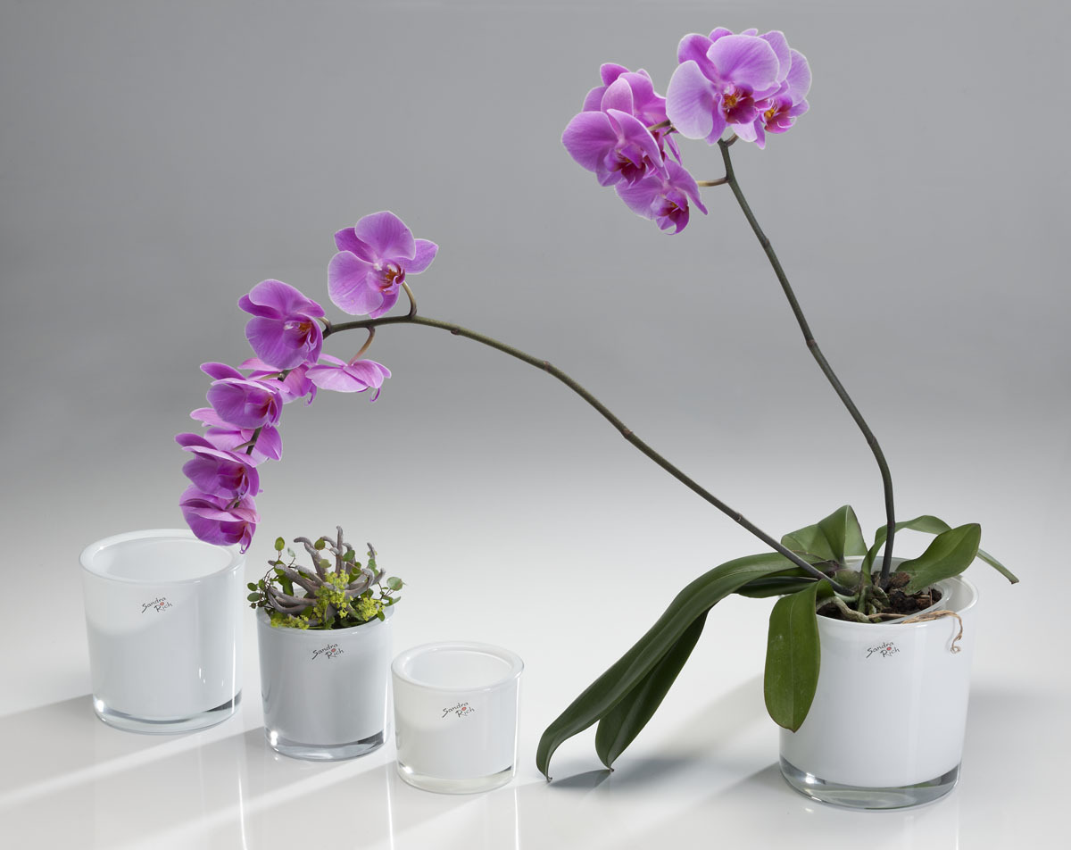 Стеклянные горшки для орхидей. Sandra Rich кашпо. Кашпо стеклянный орхид белый. Орхидея фаленопсис в горшке.