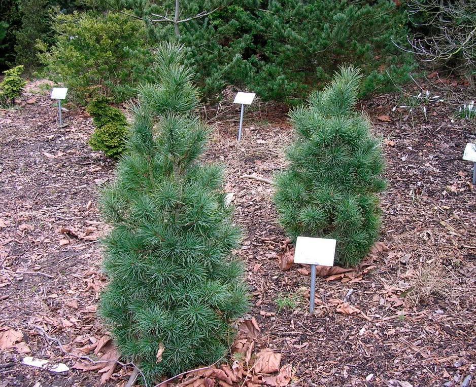 Pinus cembra. Сосна Кедровая Pinus Cembra. Pinus Cembra Pillar. Pinus Cembra 'Sartori'. Сосна Pinus Cembra. Sartori.